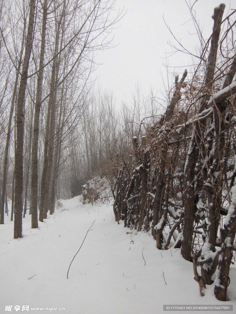 丛林春雪