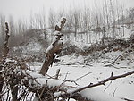 春雪