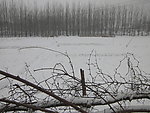 春雪