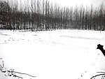 春雪