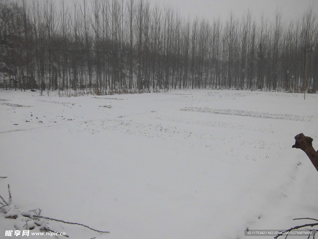 春雪