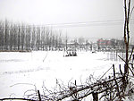 春雪