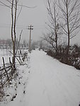 春雪