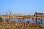 湖畔风景