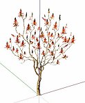 木棉树