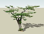 2d松树