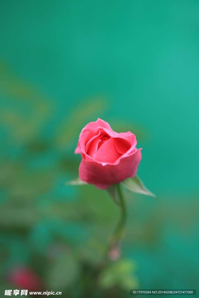 月季花朵图片