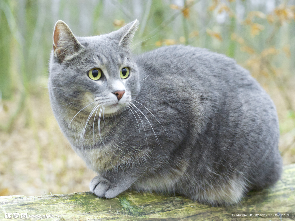 灰猫