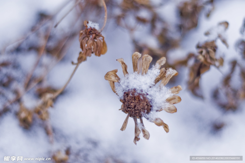 雪景中的干花