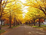 日本札幌城市风景