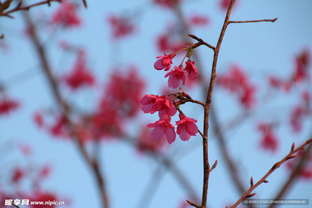 樱花