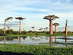 非洲猴面包树