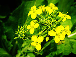 油菜花