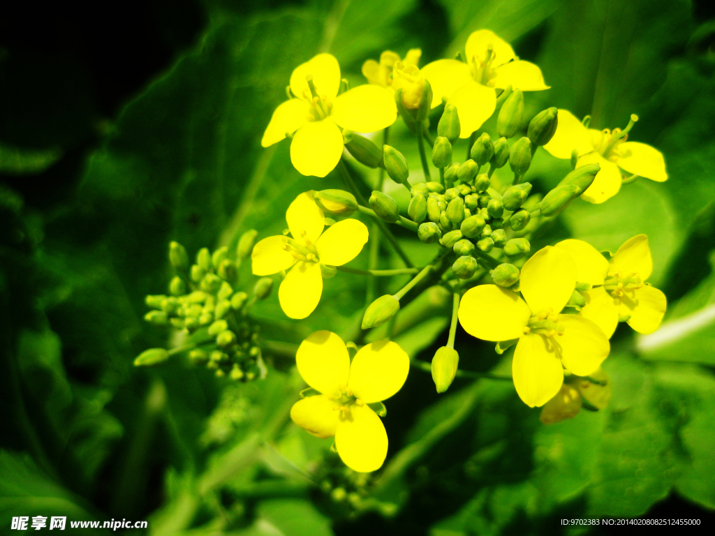 油菜花