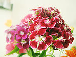 花卉