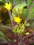 菜花