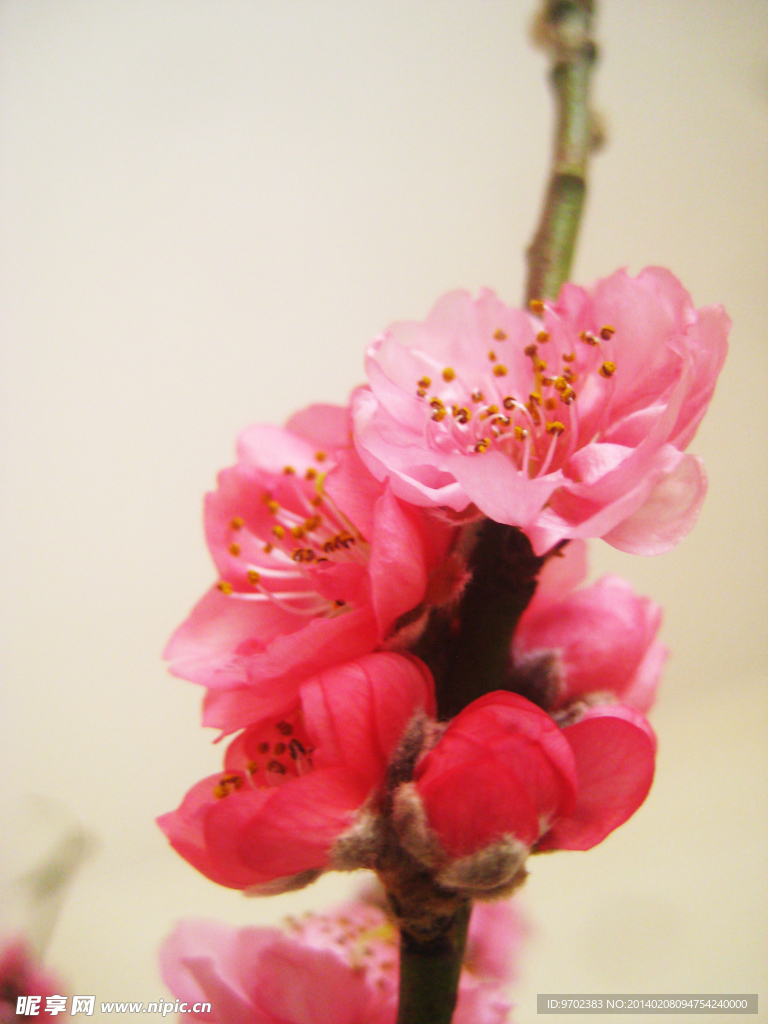 桃花