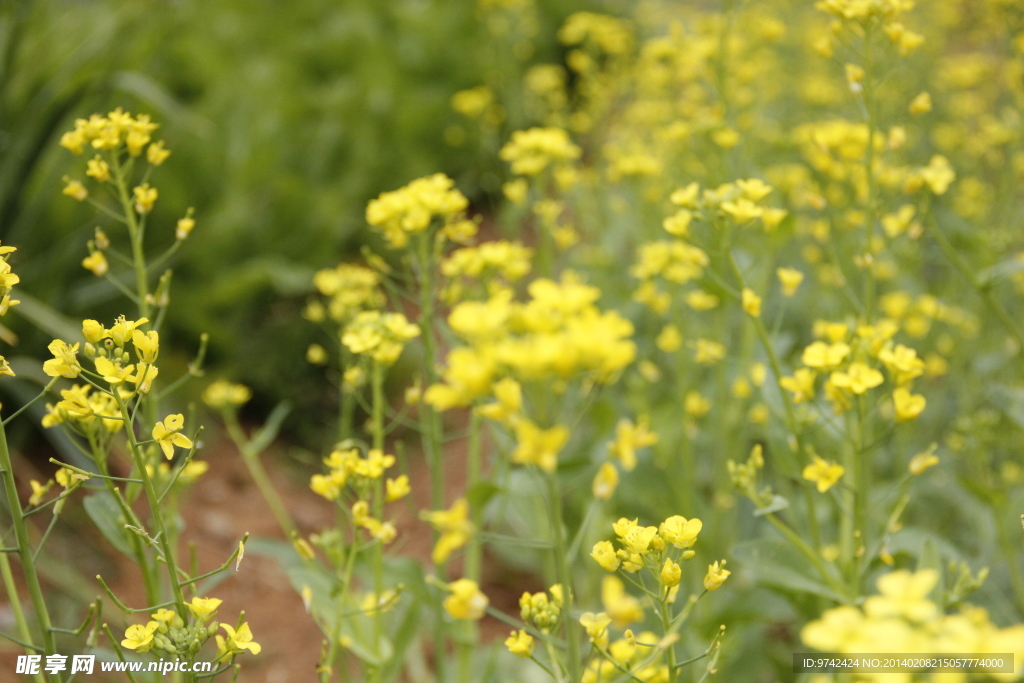 油菜花