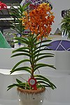 兰花展作品