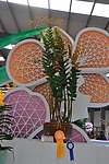 兰花展作品
