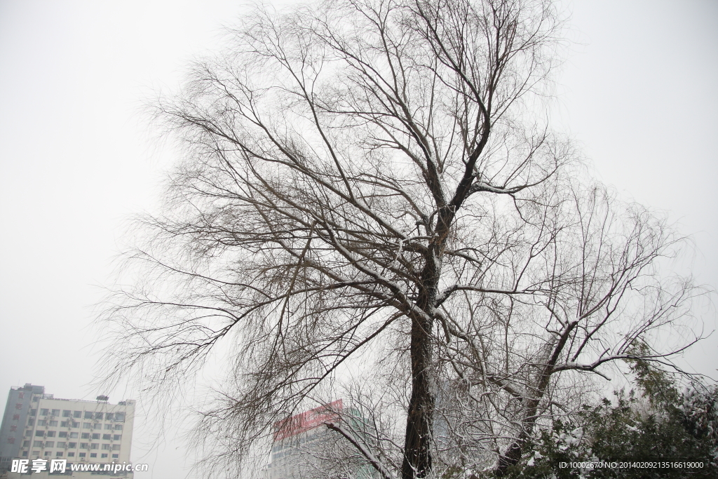雪景