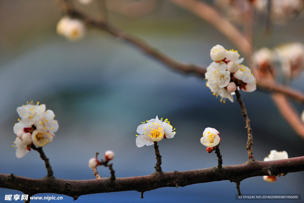 桃花春色满园