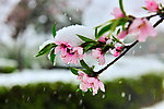雪中桃花春色