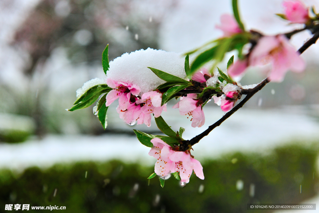 雪中桃花春色