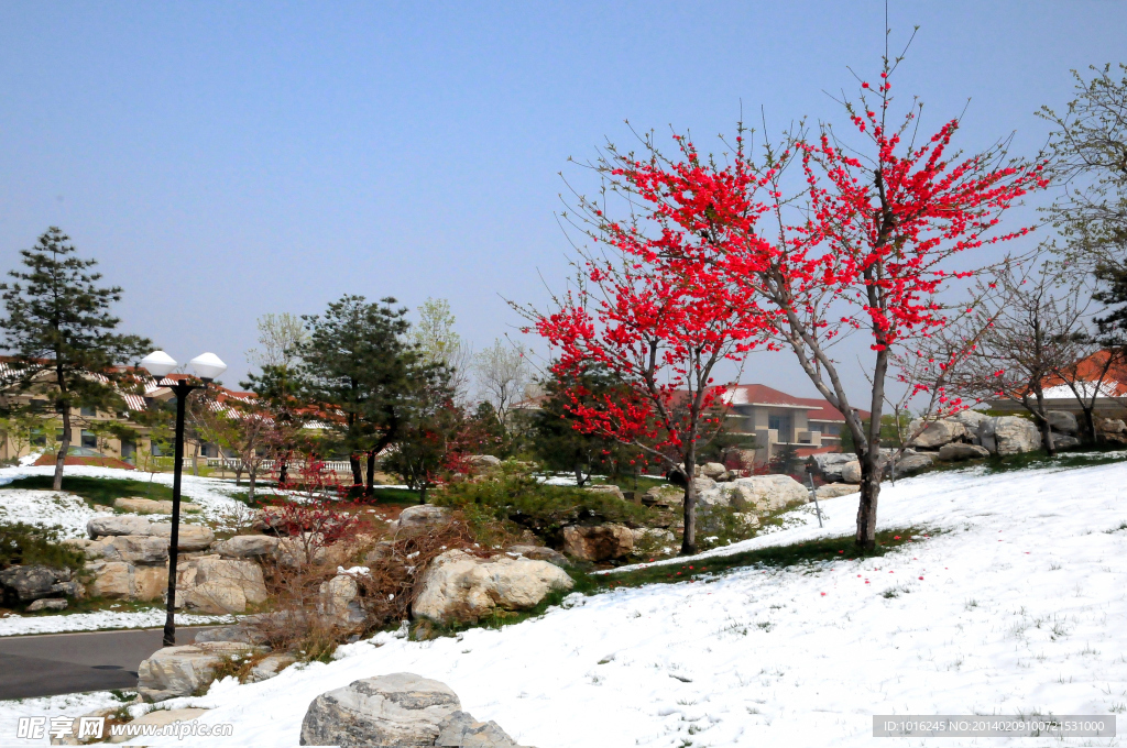 雪中梅花