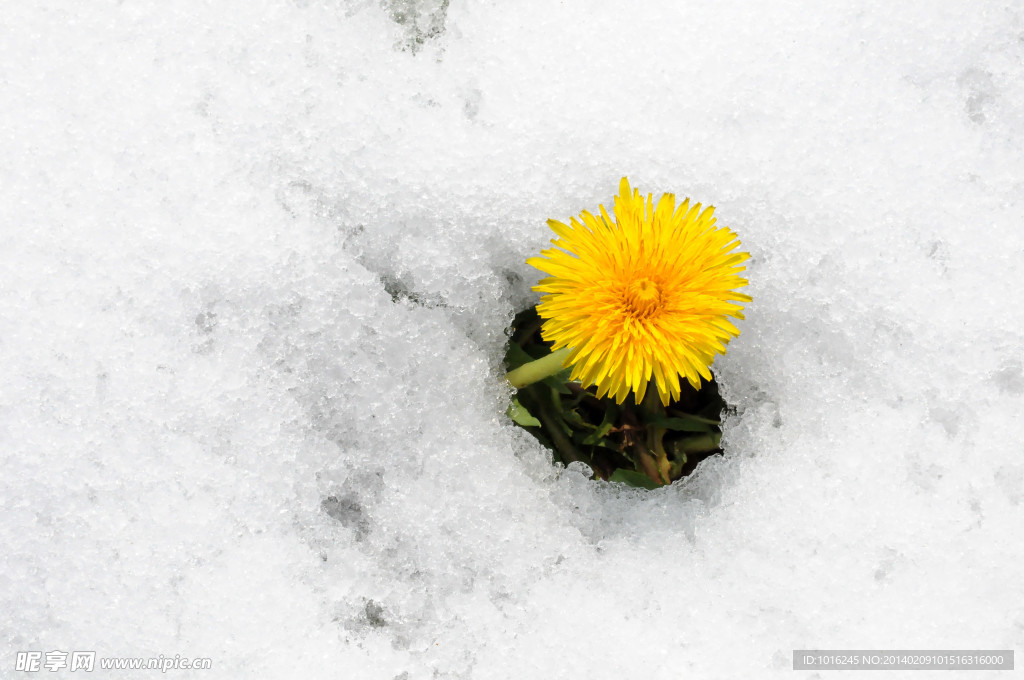 雪中菊花