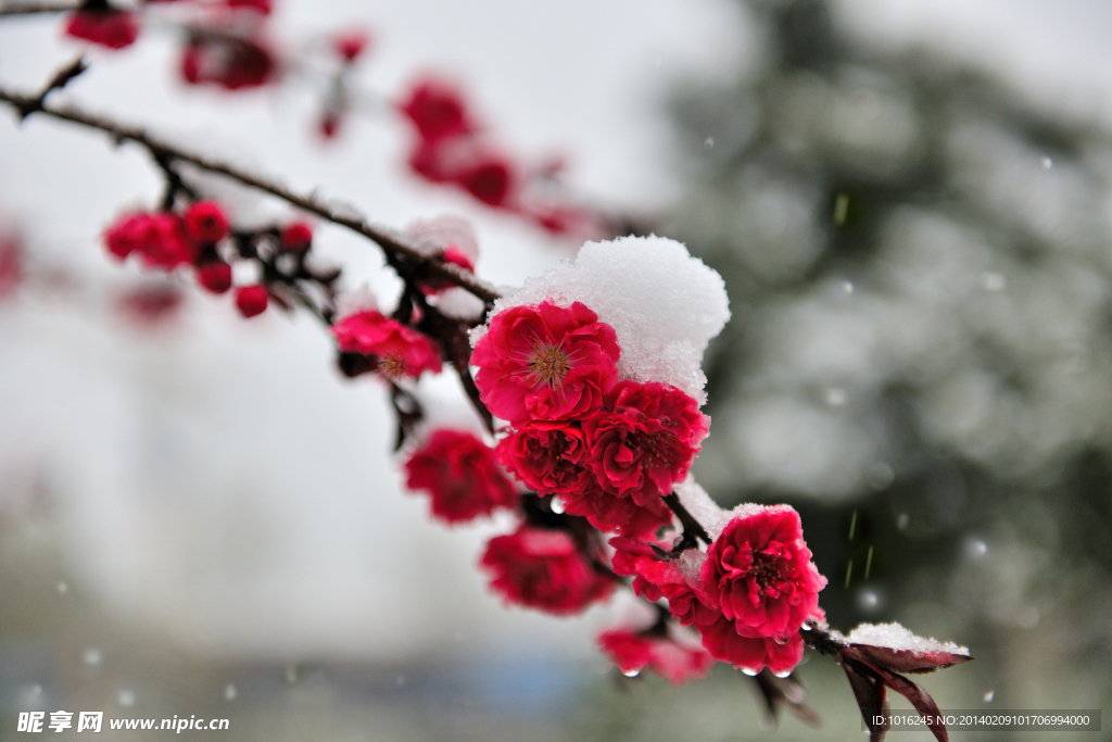 雪中梅花