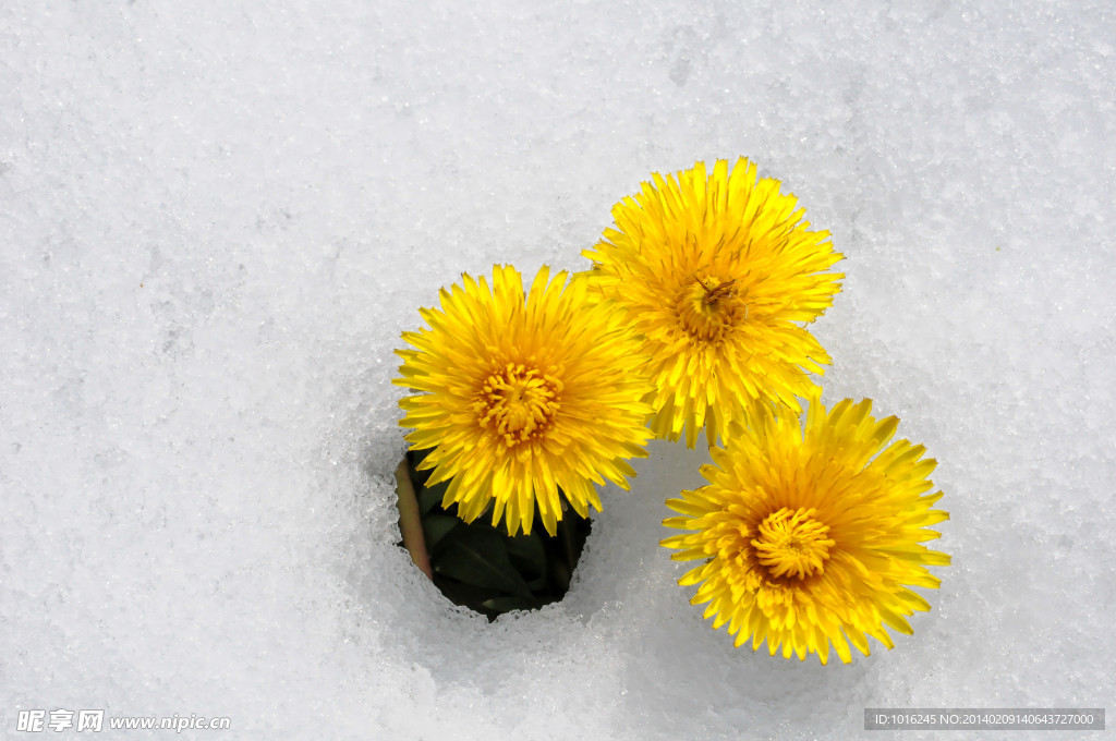 雪中茁壮的菊花