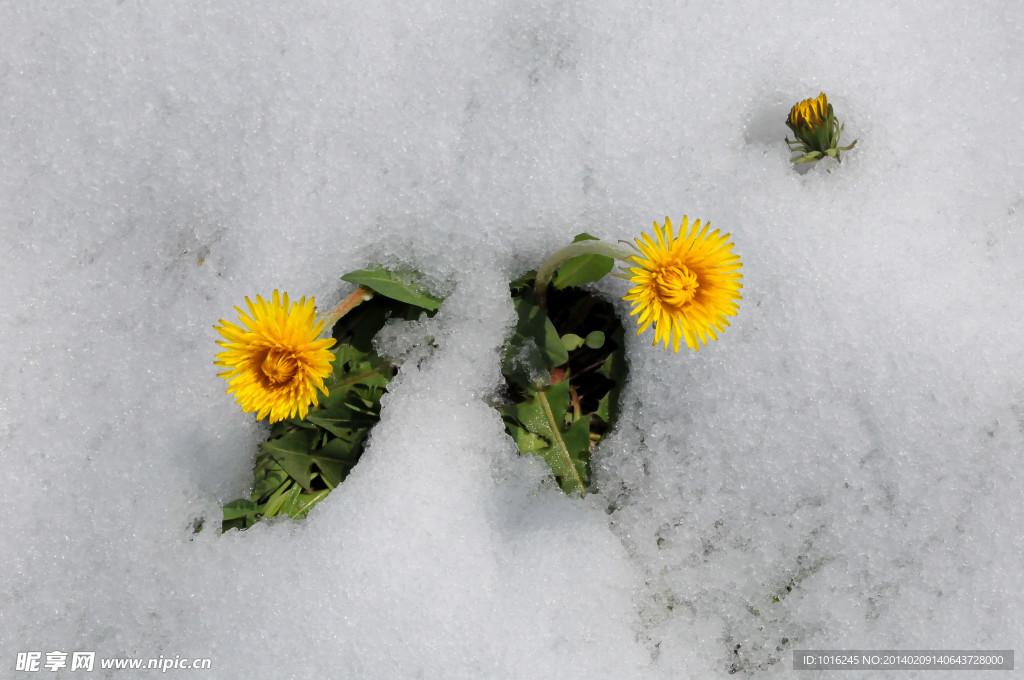 雪中菊花