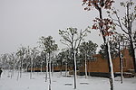 雪景