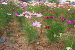 花丛