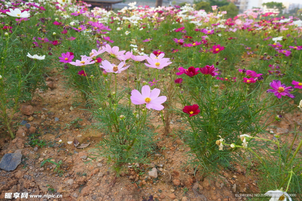 花丛