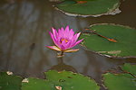 水中花