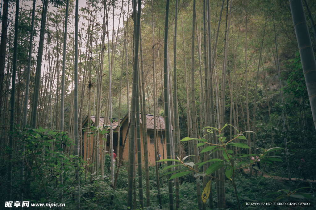 竹林小屋