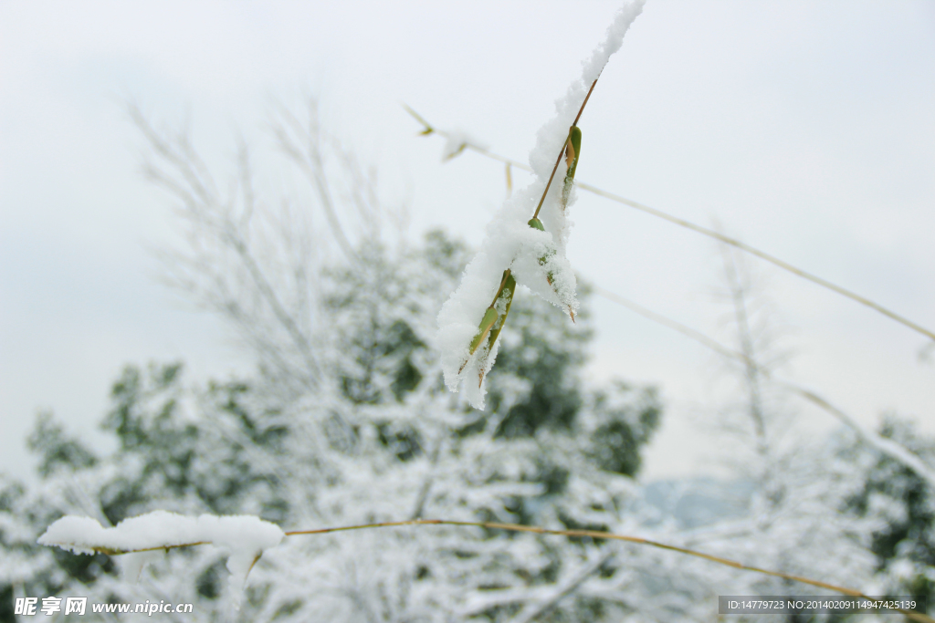 冬雪