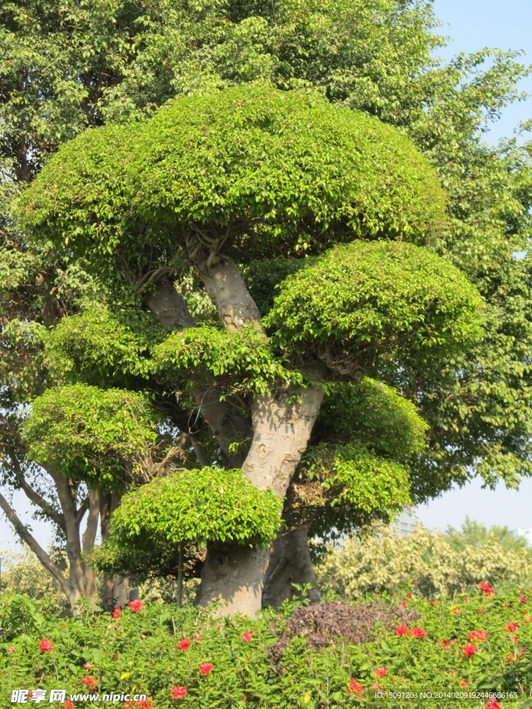 风景树