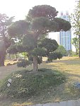 风景树