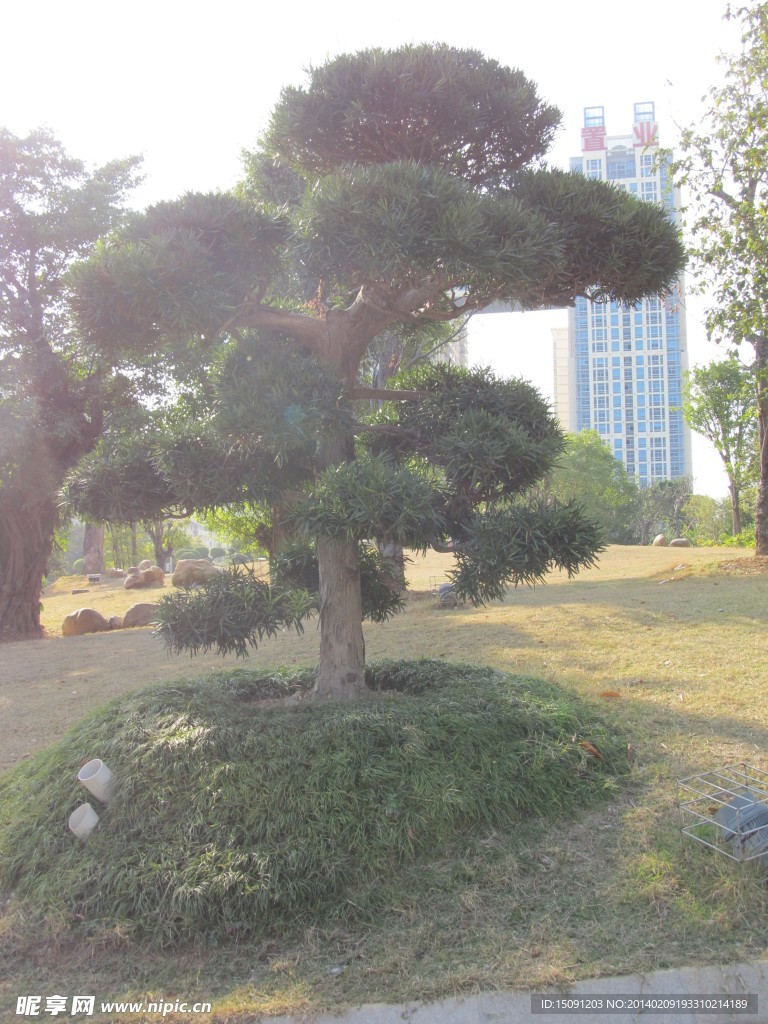 风景树