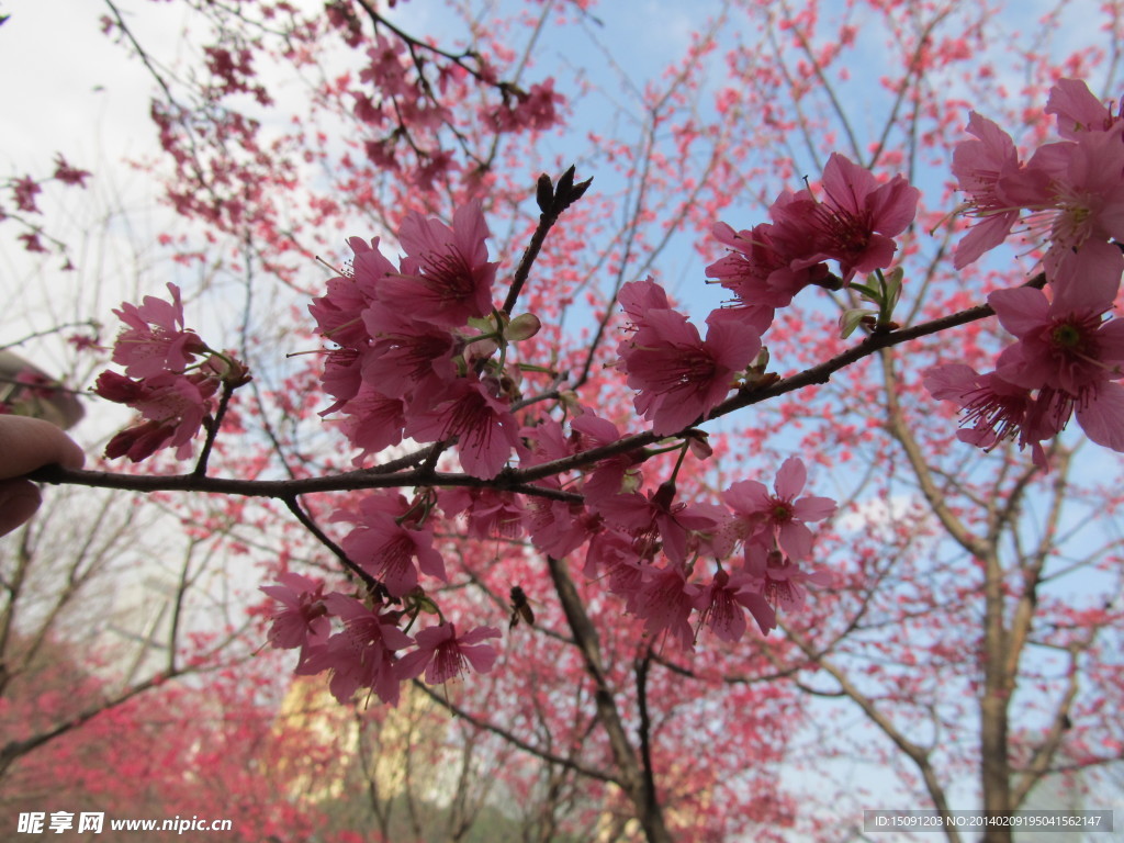 樱花