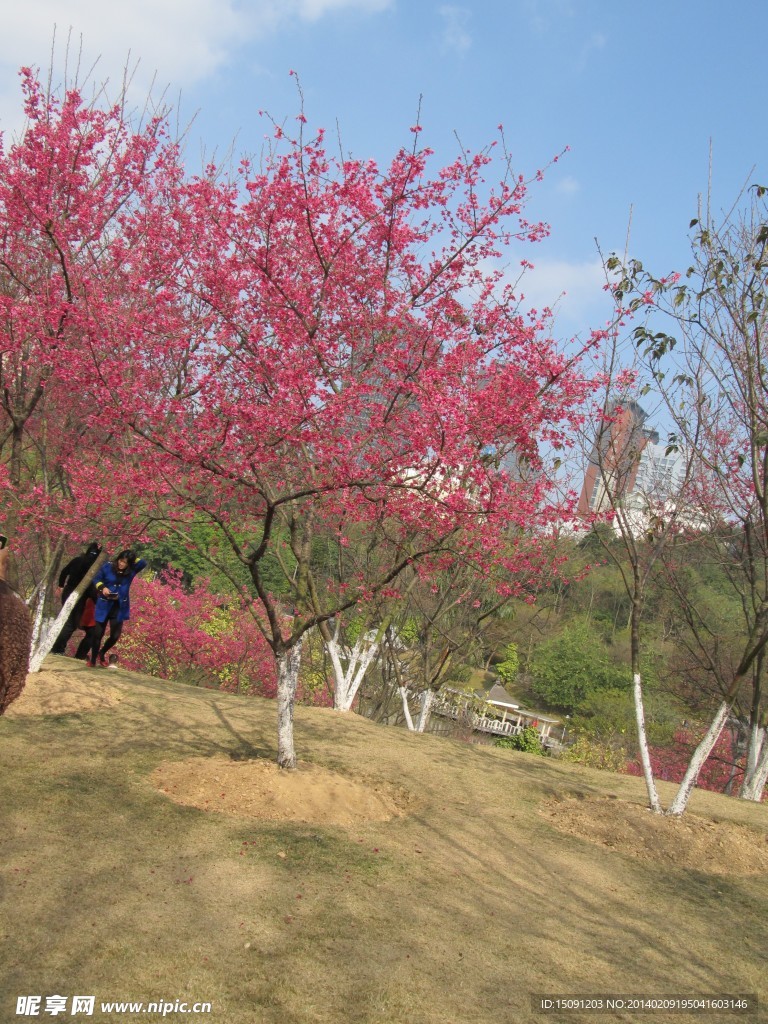 樱花