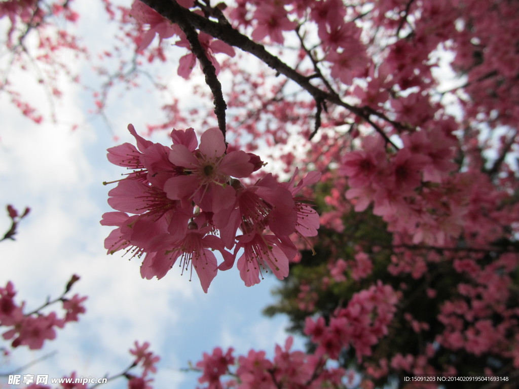 樱花