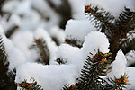 春雪