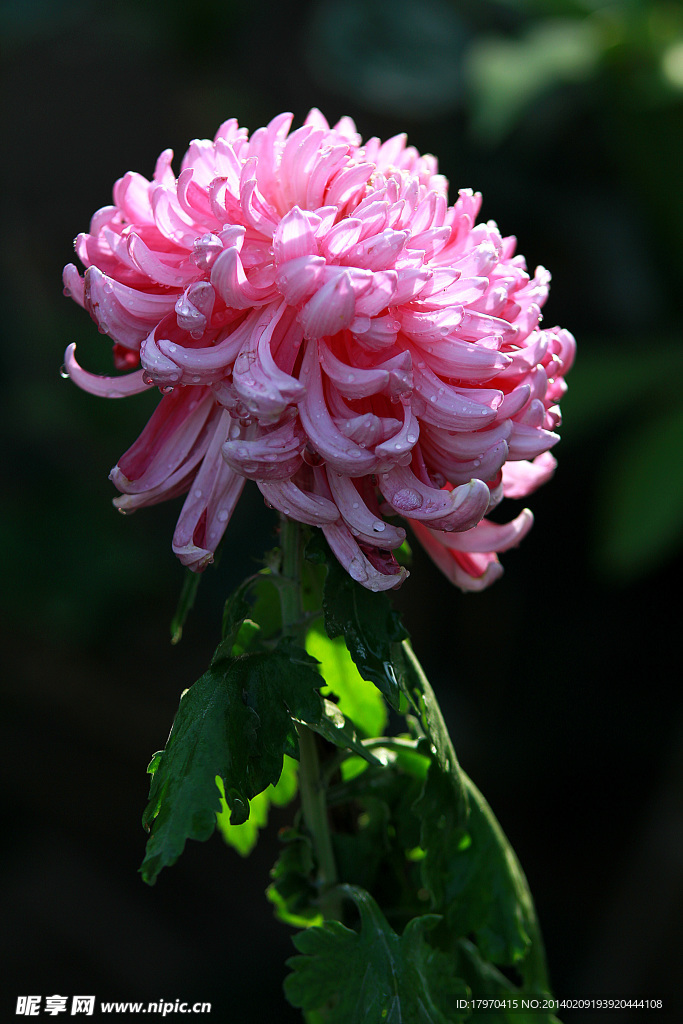 红菊