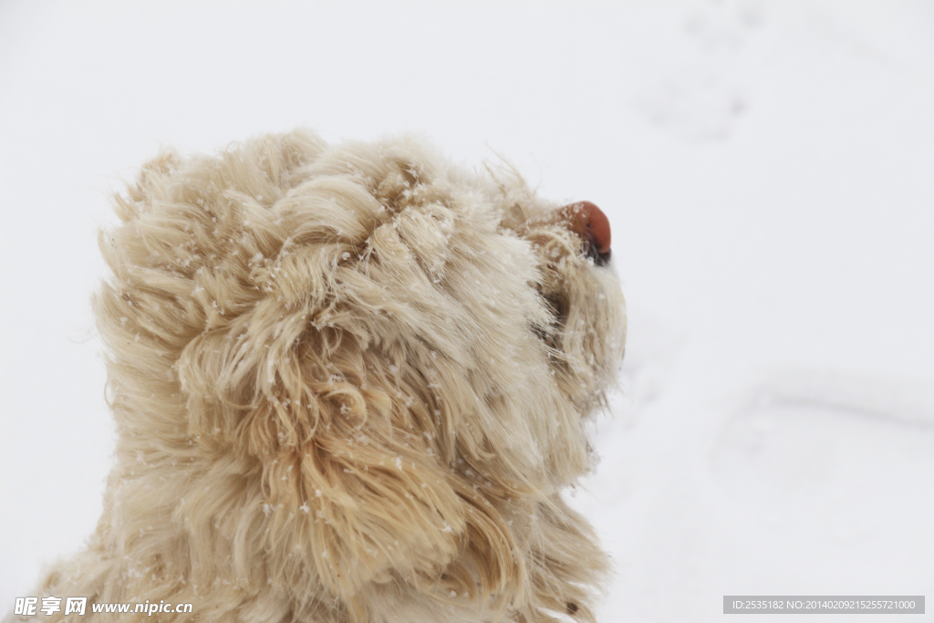 雪中的小狗