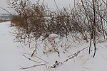农村雪景