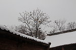 农村雪景